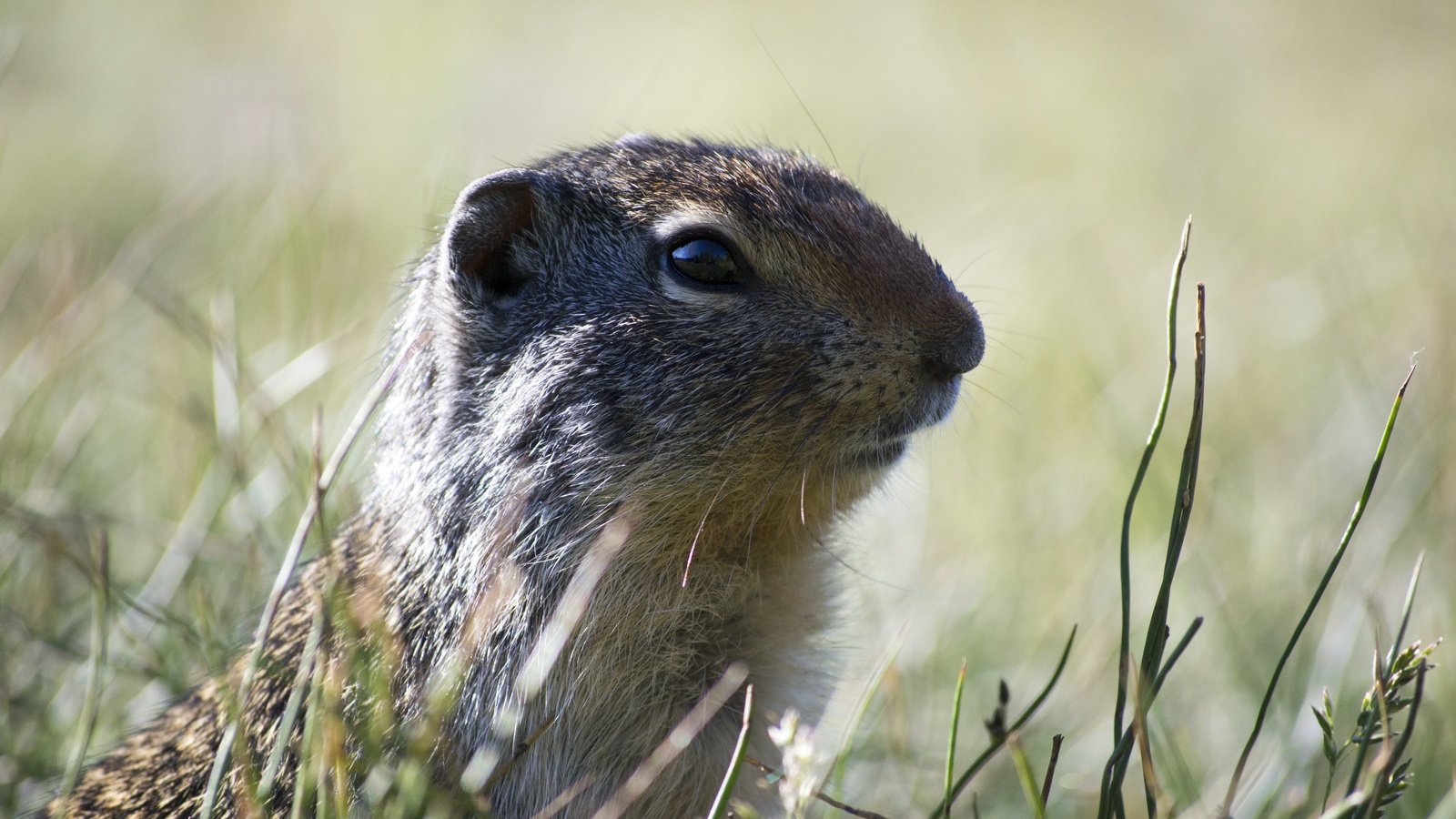 Обои трава, животное, дикая природа, грызун, суслик, grass, animal, wildlife, rodent, gopher разрешение 4608x3072 Загрузить