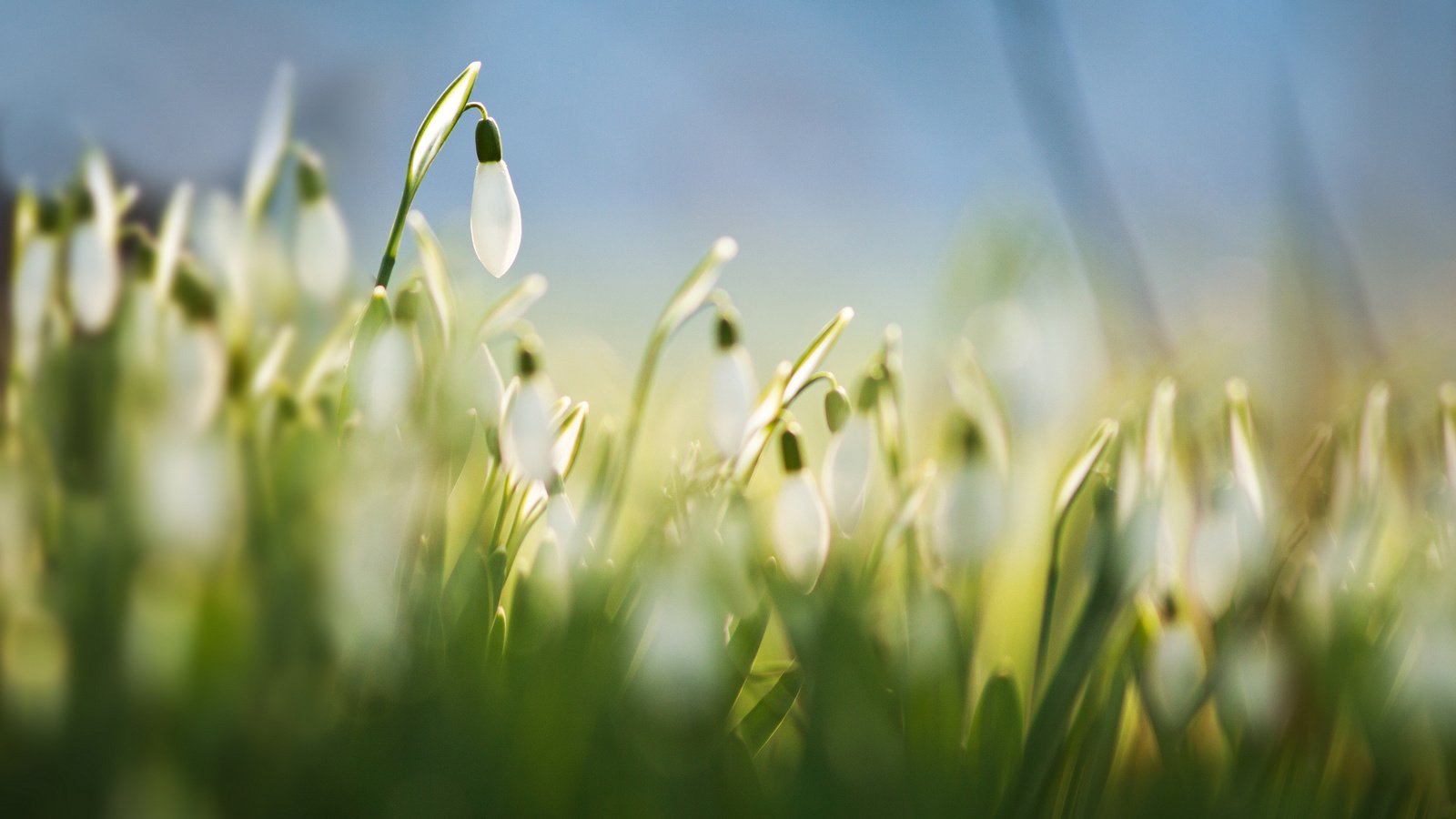 Обои цветы, трава, размытость, весна, белые, подснежники, flowers, grass, blur, spring, white, snowdrops разрешение 2048x1418 Загрузить