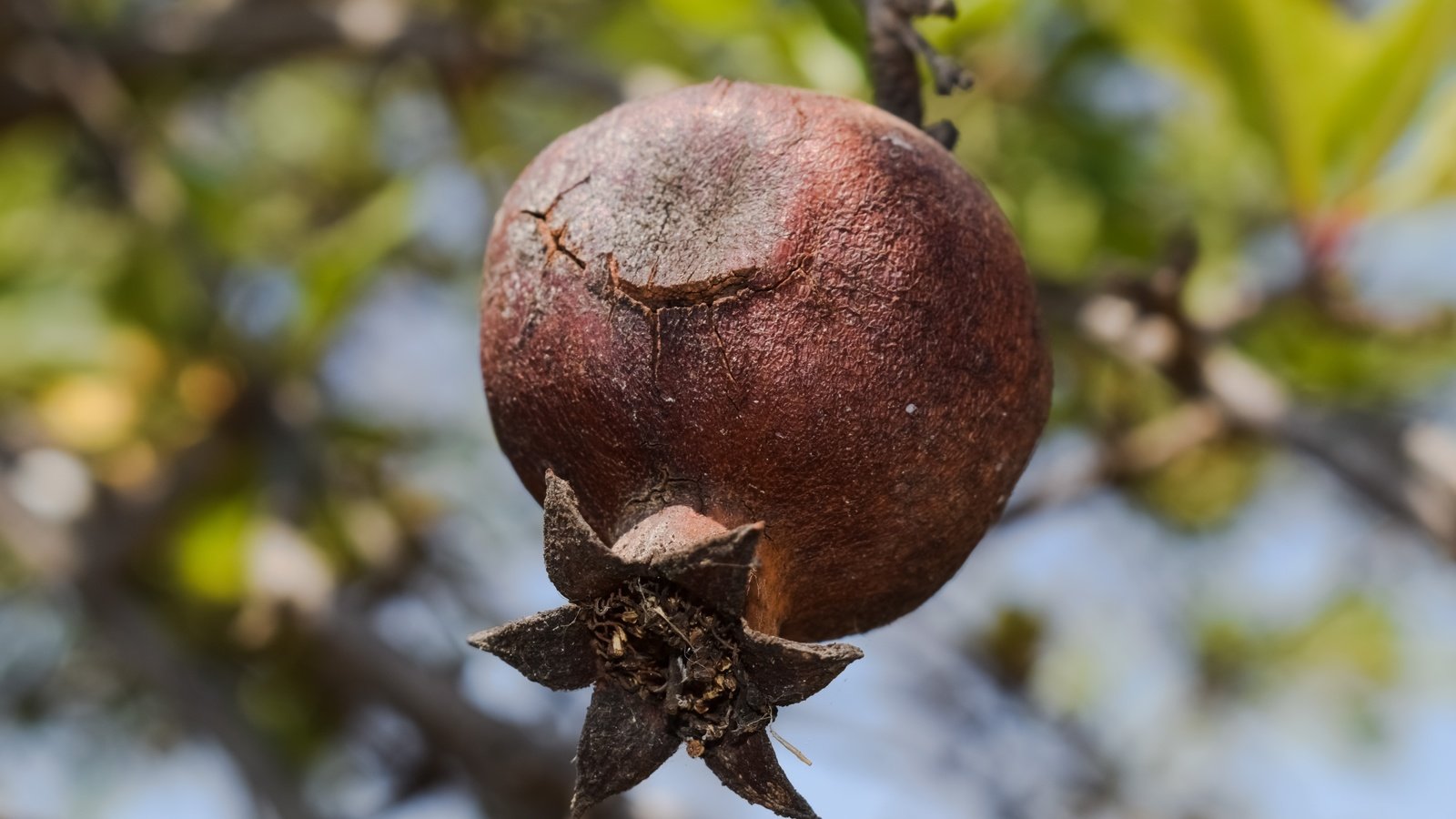 Обои дерево, листья, макро, размытость, плод, фрукт, гранат, tree, leaves, macro, blur, the fruit, fruit, garnet разрешение 6000x4000 Загрузить