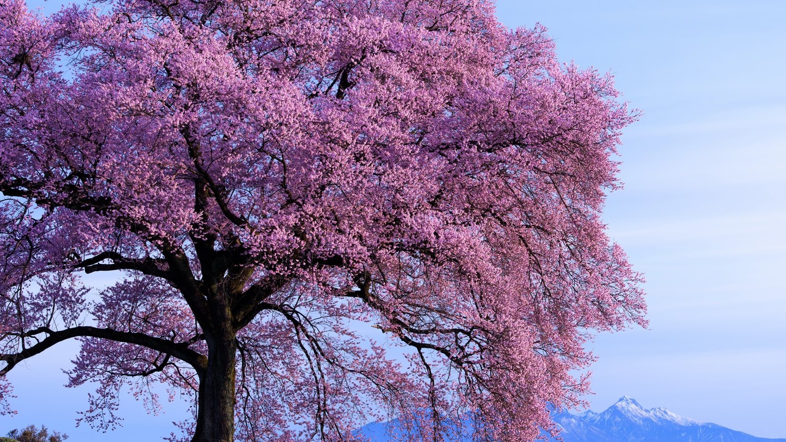 Обои небо, горы, дерево, цветение, весна, солнечно, the sky, mountains, tree, flowering, spring, sunny разрешение 2800x1869 Загрузить