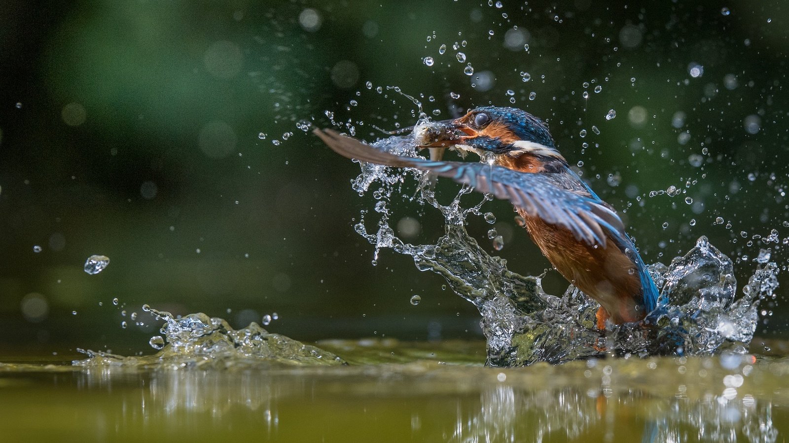 Обои вода, улов, полет, капли, крылья, брызги, птица, рыбка, зимородок, water, catch, flight, drops, wings, squirt, bird, fish, kingfisher разрешение 2048x1365 Загрузить