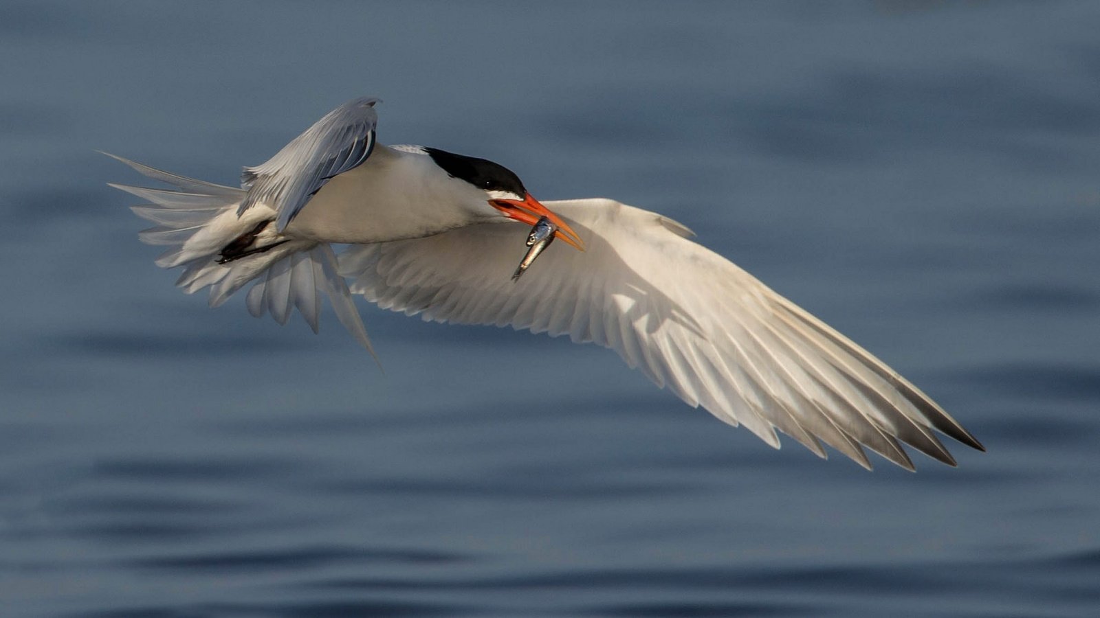 Обои вода, полет, крылья, птица, клюв, рыбка, улов, крачка, water, flight, wings, bird, beak, fish, catch, tern разрешение 2048x1152 Загрузить