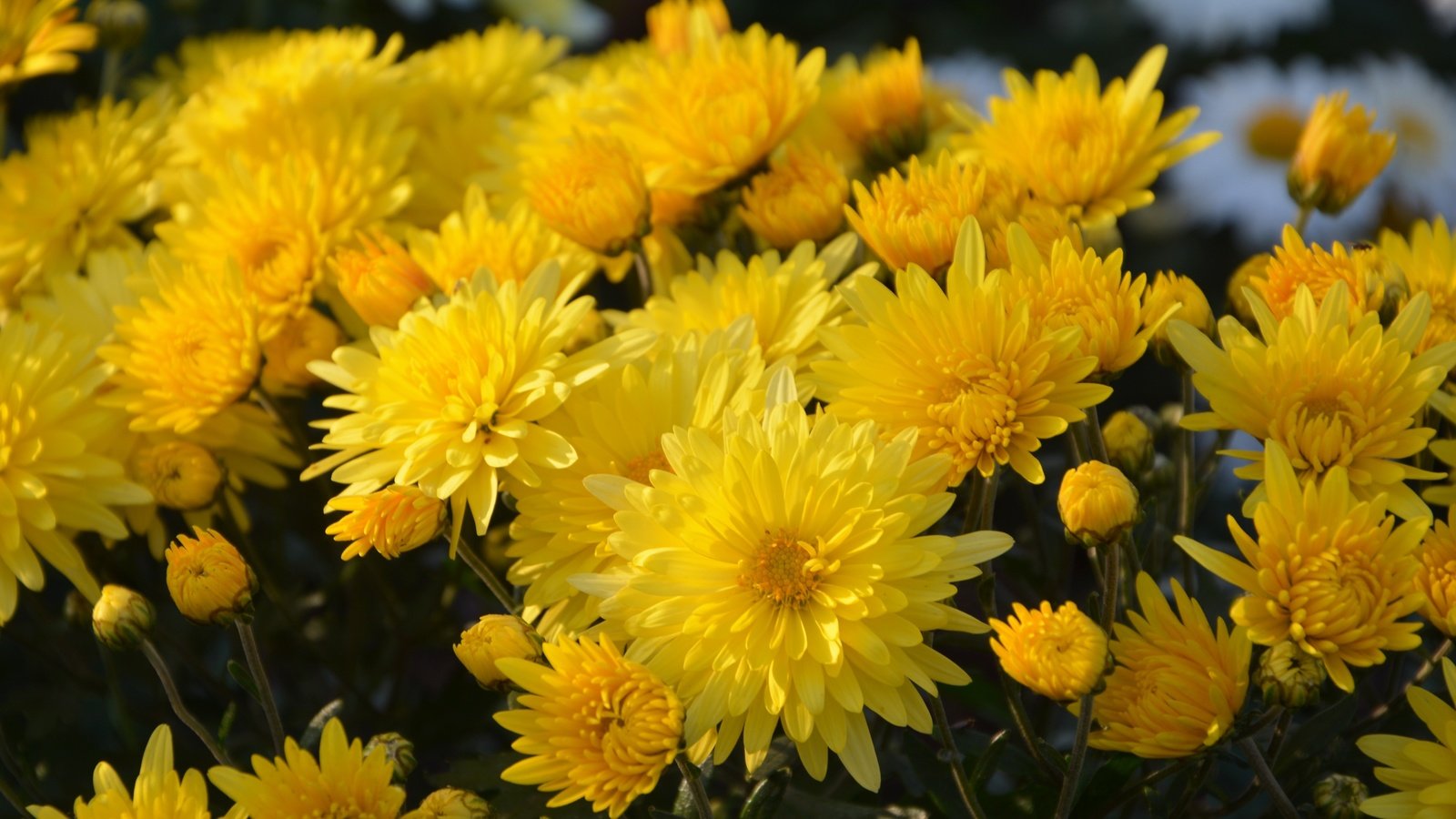 Обои цветы, букет, желтые, хризантемы, flowers, bouquet, yellow, chrysanthemum разрешение 6000x3481 Загрузить