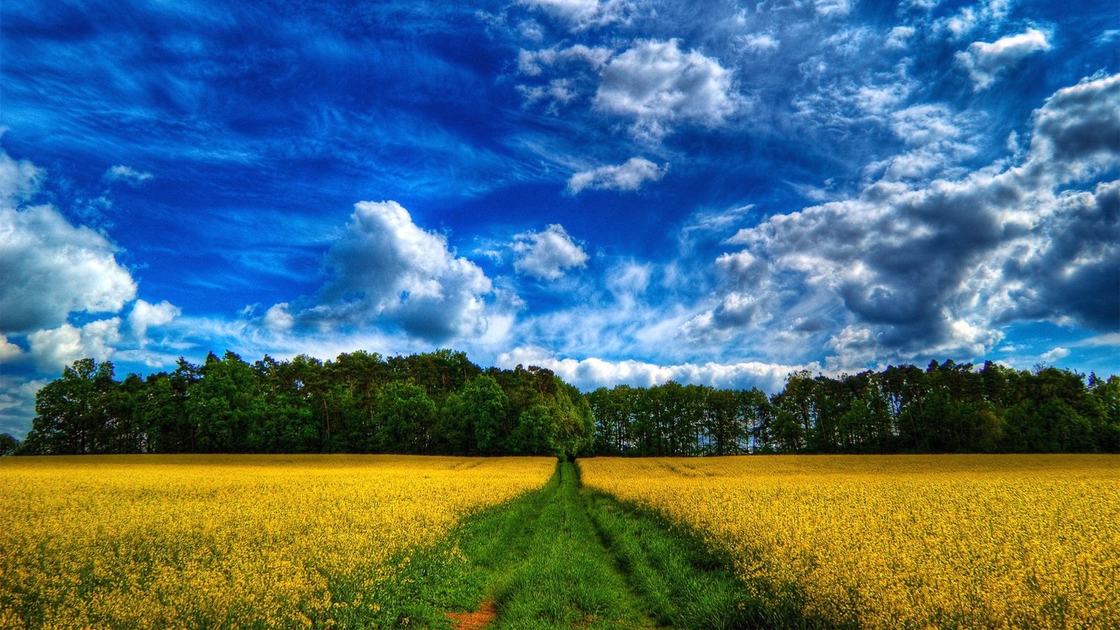 Обои небо, дорога, облака, лес, поле, the sky, road, clouds, forest, field разрешение 1920x1080 Загрузить