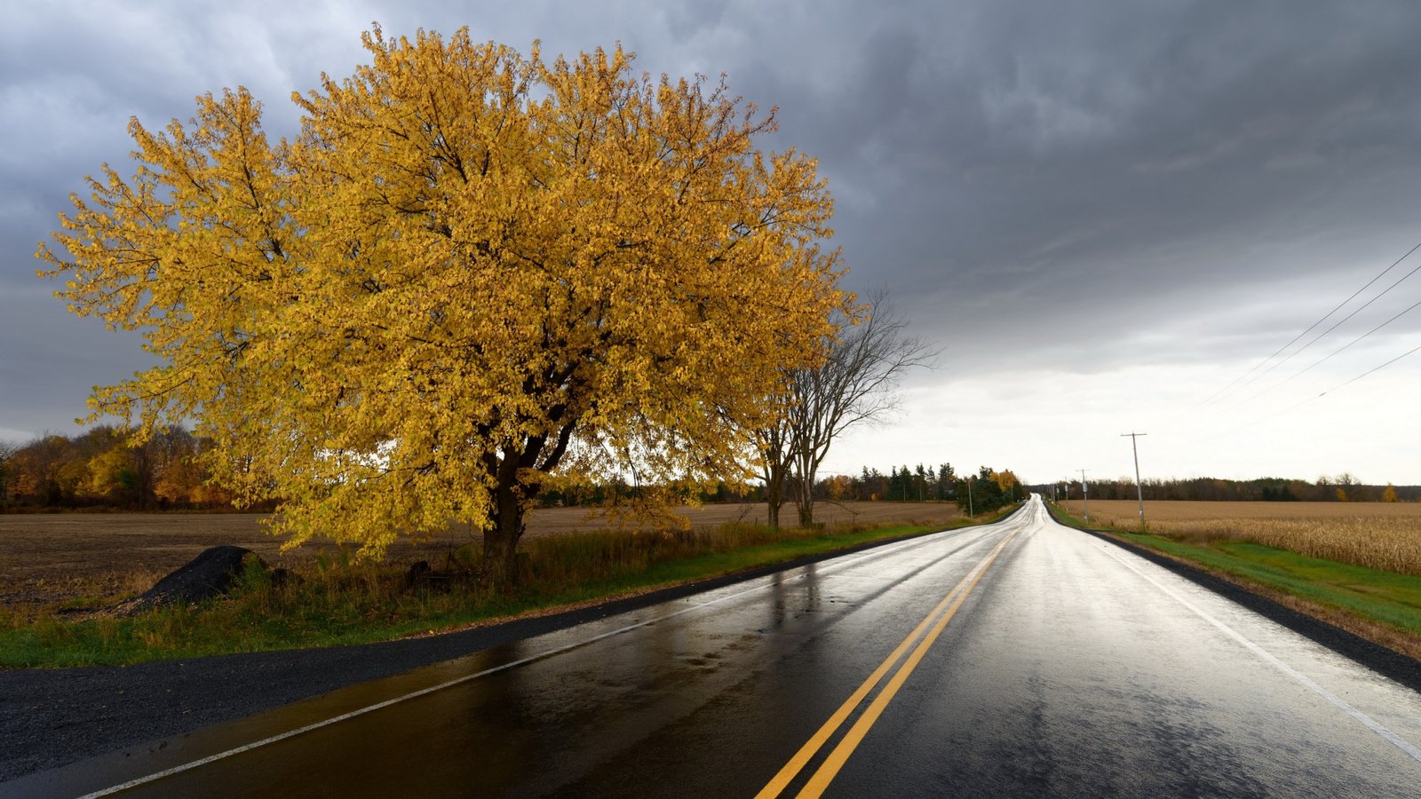 Обои дорога, дерево, поле, осень, урожай, road, tree, field, autumn, harvest разрешение 2112x1188 Загрузить