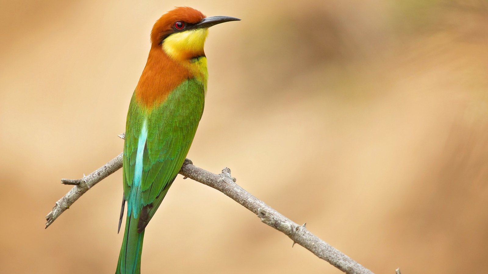 Обои ветка, фон, птица, щурка золотистая, branch, background, bird, golden bee-eater разрешение 2048x1536 Загрузить