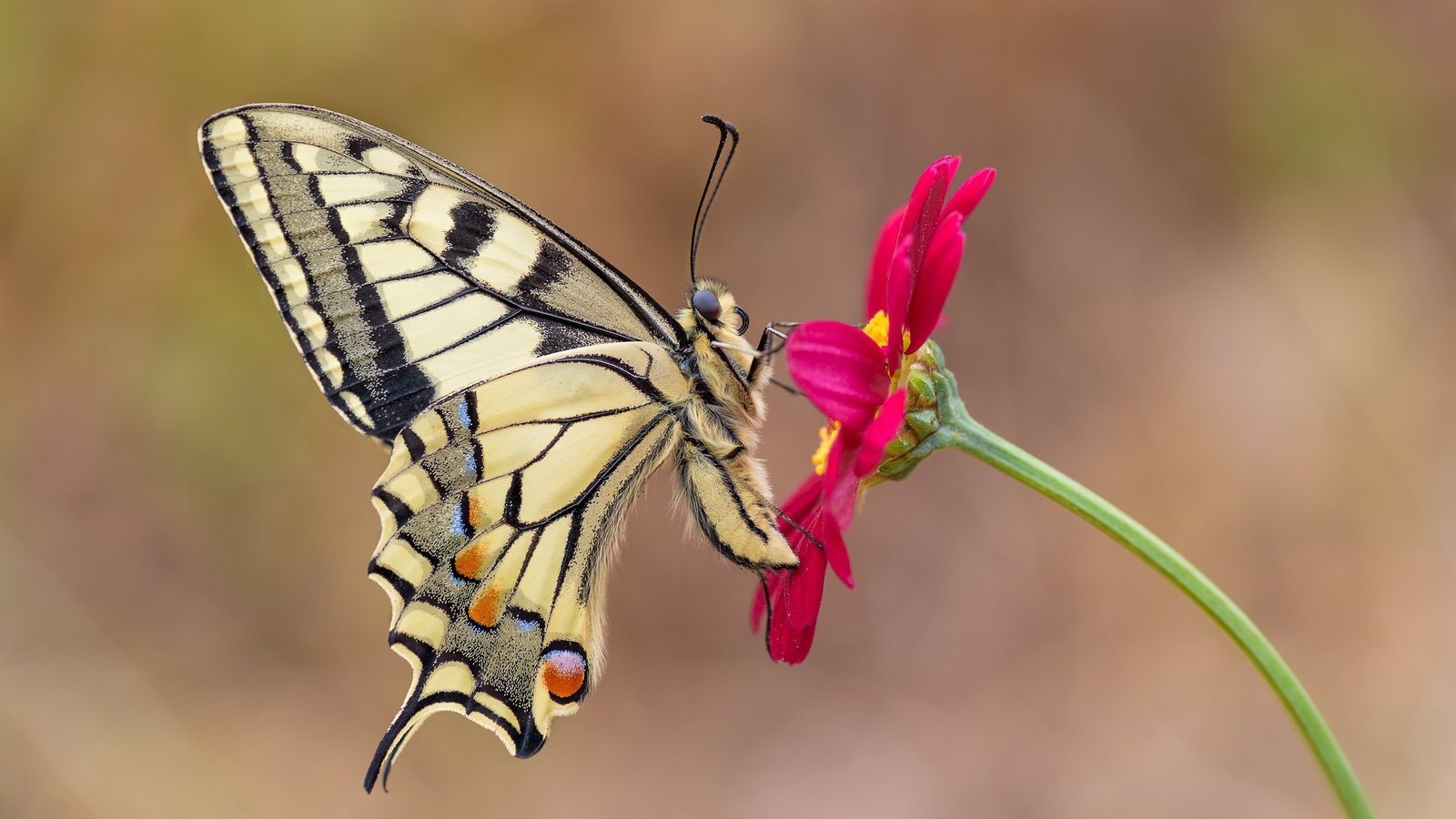 Обои макро, насекомое, цветок, бабочка, крылья, махаон, macro, insect, flower, butterfly, wings, swallowtail разрешение 2048x1367 Загрузить