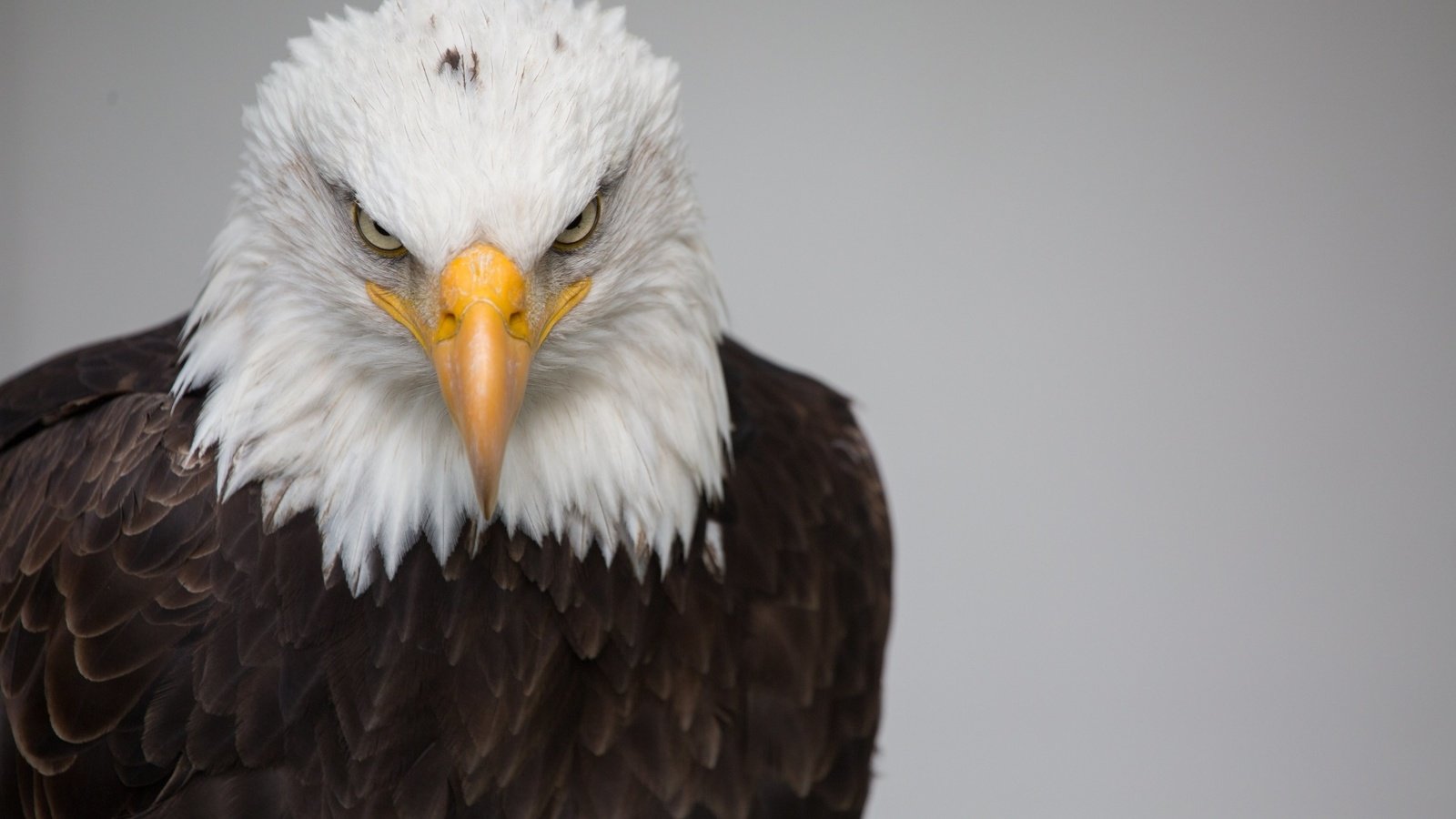 Обои птица, клюв, перья, белоголовый орлан, хищная птица, bird, beak, feathers, bald eagle, bird of prey разрешение 1920x1080 Загрузить