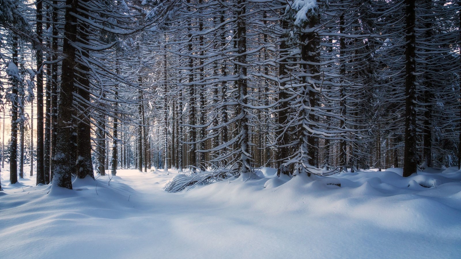 Обои деревья, снег, лес, зима, trees, snow, forest, winter разрешение 3840x2160 Загрузить