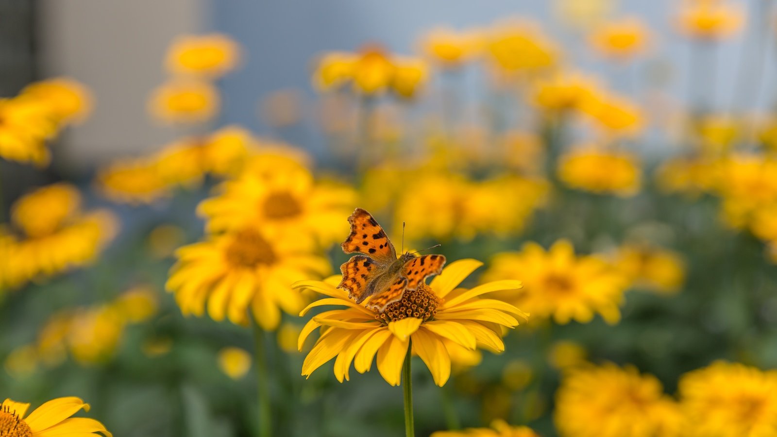 Обои цветы, макро, насекомое, лето, бабочка, желтые, боке, размытый фон, flowers, macro, insect, summer, butterfly, yellow, bokeh, blurred background разрешение 5760x3840 Загрузить