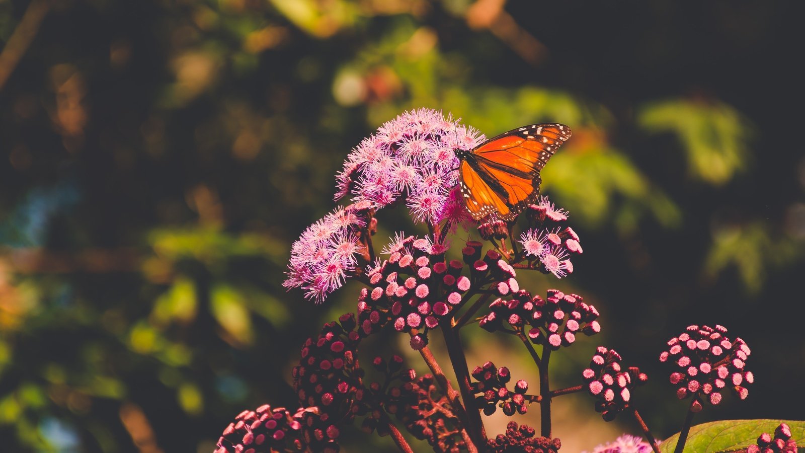 Обои цветы, природа, макро, насекомое, лето, бабочка, боке, flowers, nature, macro, insect, summer, butterfly, bokeh разрешение 4800x3200 Загрузить