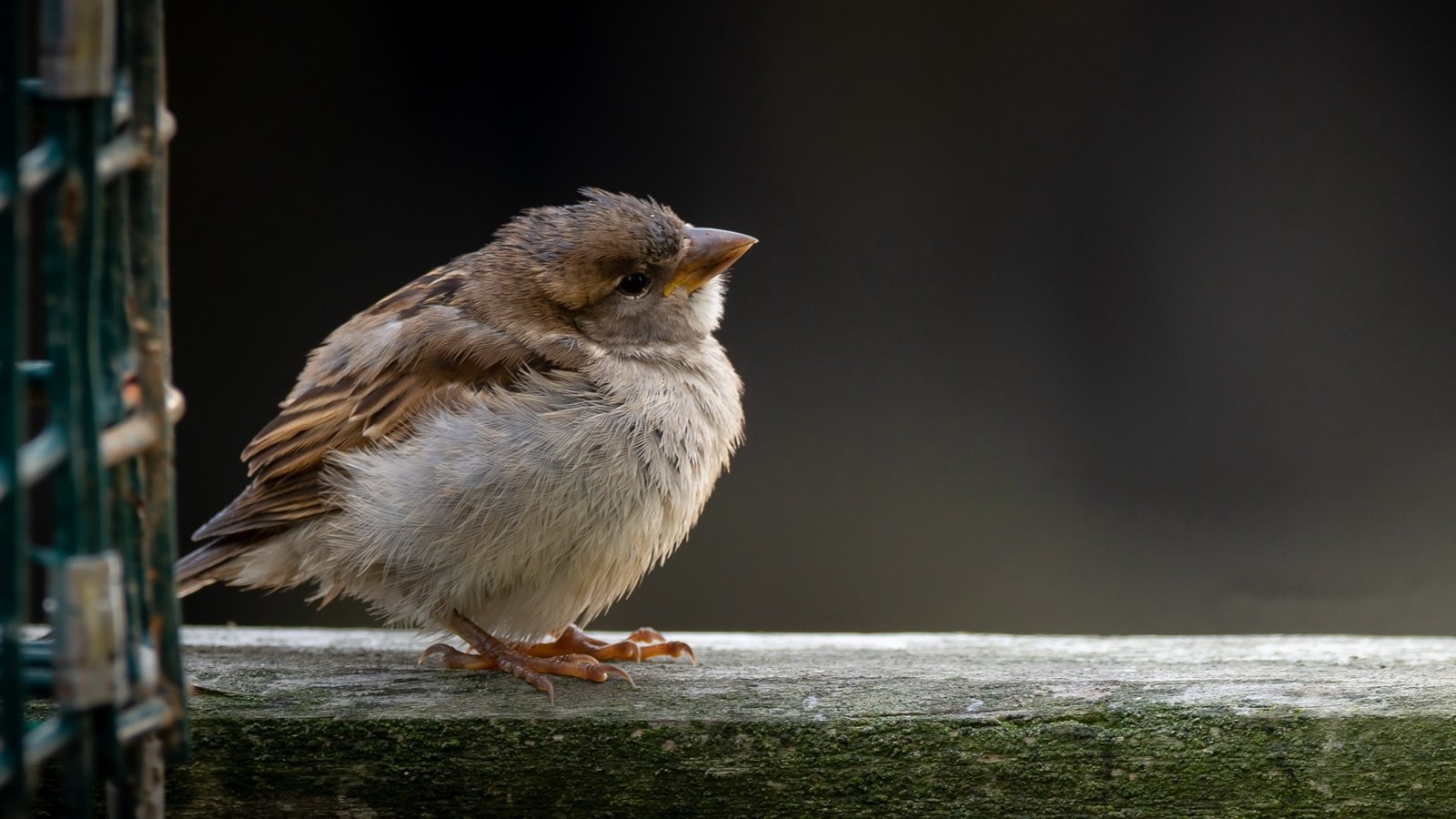 Обои птица, воробей, bird, sparrow разрешение 3840x2160 Загрузить