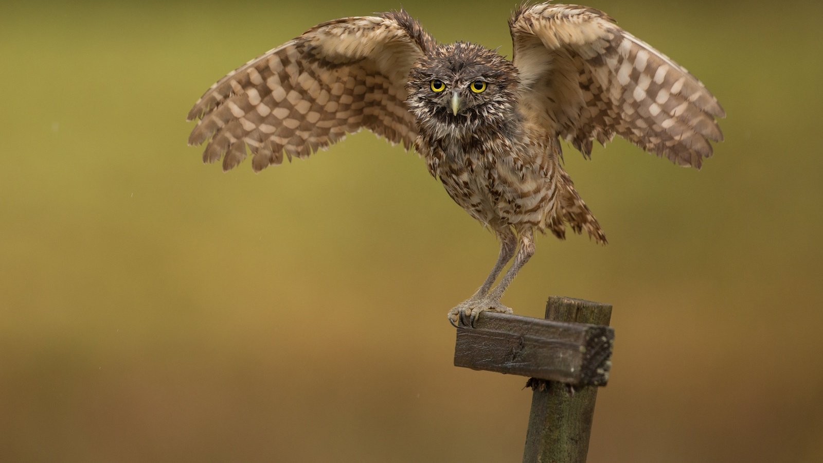 Обои сова, фон, птица, сыч, размах крыльев, столбик, owl, background, bird, wingspan, column разрешение 3071x2031 Загрузить