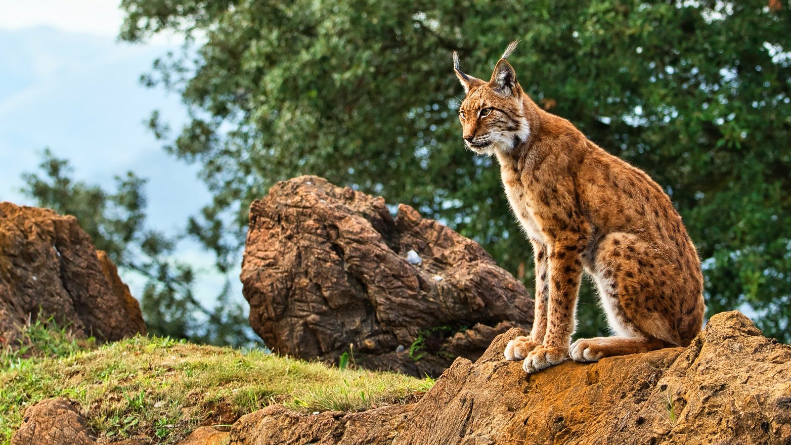 Обои трава, природа, дерево, камни, рысь, листва, сидит, боке, grass, nature, tree, stones, lynx, foliage, sitting, bokeh разрешение 3840x2160 Загрузить