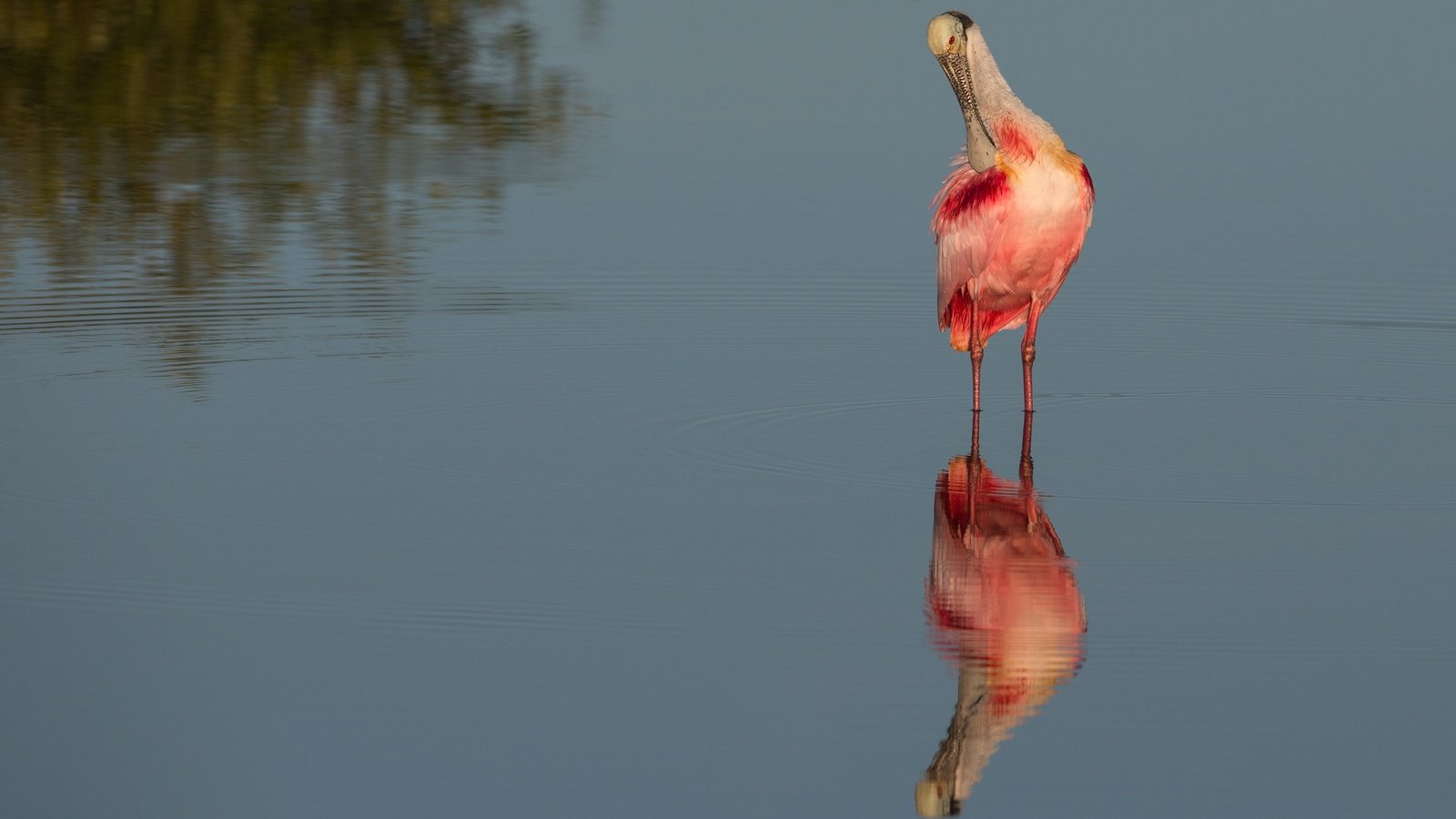 Обои вода, отражение, водоем, птица, розовая колпица, water, reflection, pond, bird, roseate spoonbill разрешение 4096x2970 Загрузить