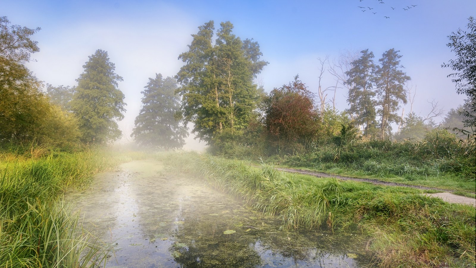 Обои деревья, берег, туман, осень, водоем, пруд, trees, shore, fog, autumn, pond разрешение 6000x4000 Загрузить