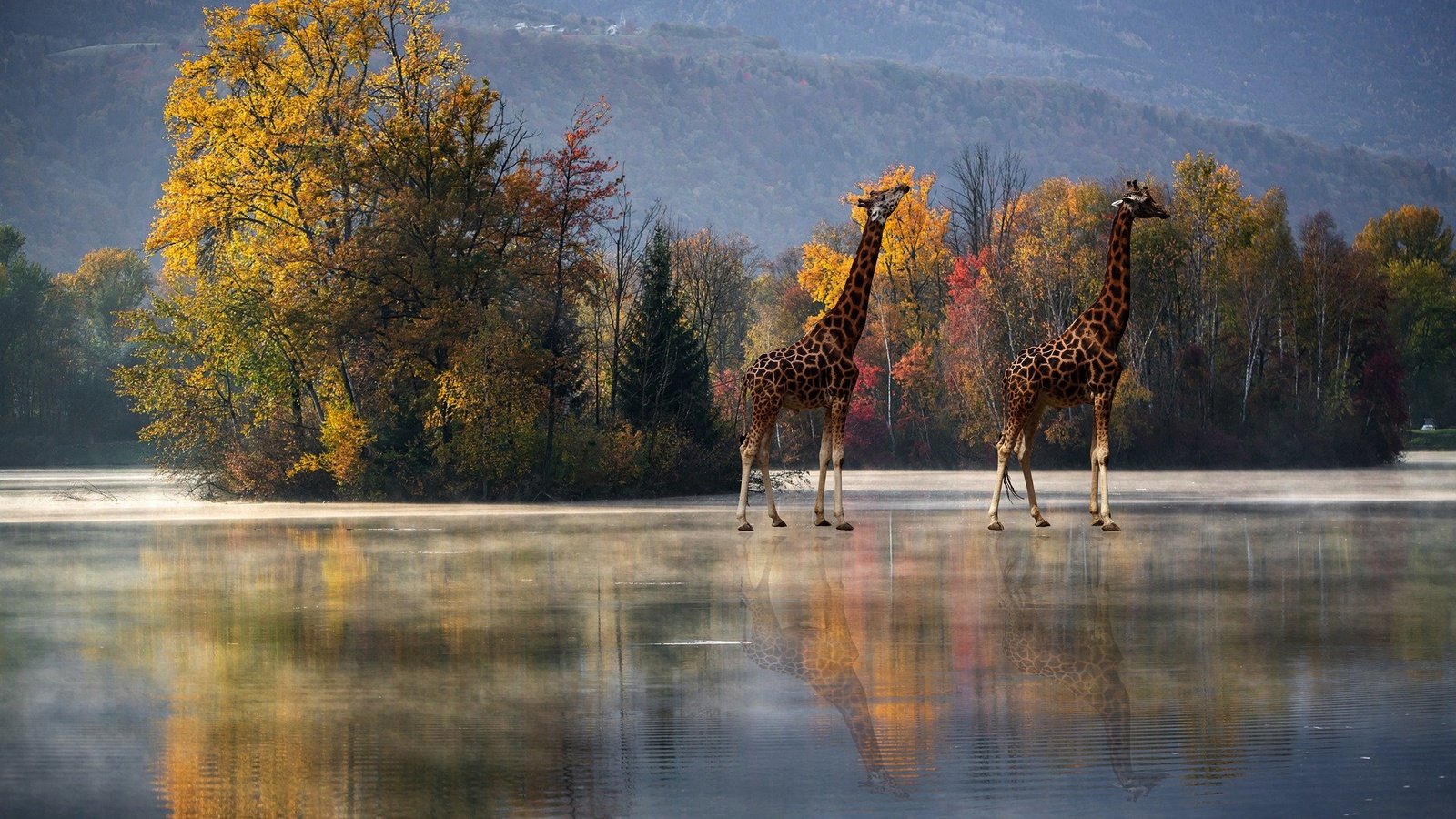 Обои деревья, отражение, осень, водоем, рендеринг, жирафы, trees, reflection, autumn, pond, rendering, giraffes разрешение 2880x1964 Загрузить