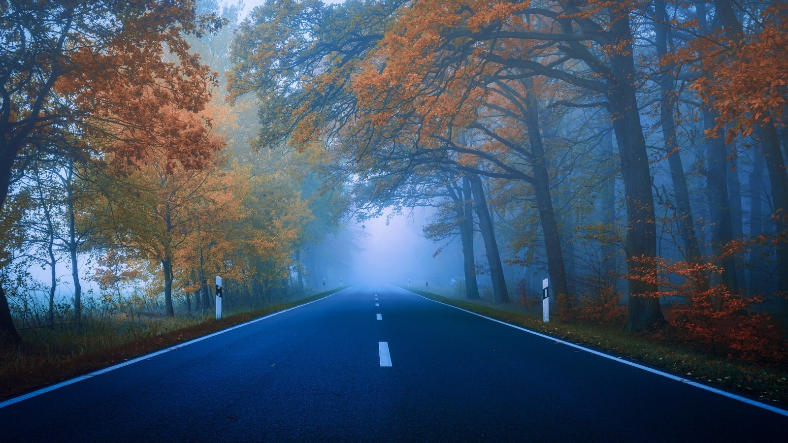 Обои дорога, деревья, лес, туман, осень, шоссе, road, trees, forest, fog, autumn, highway разрешение 5948x3759 Загрузить