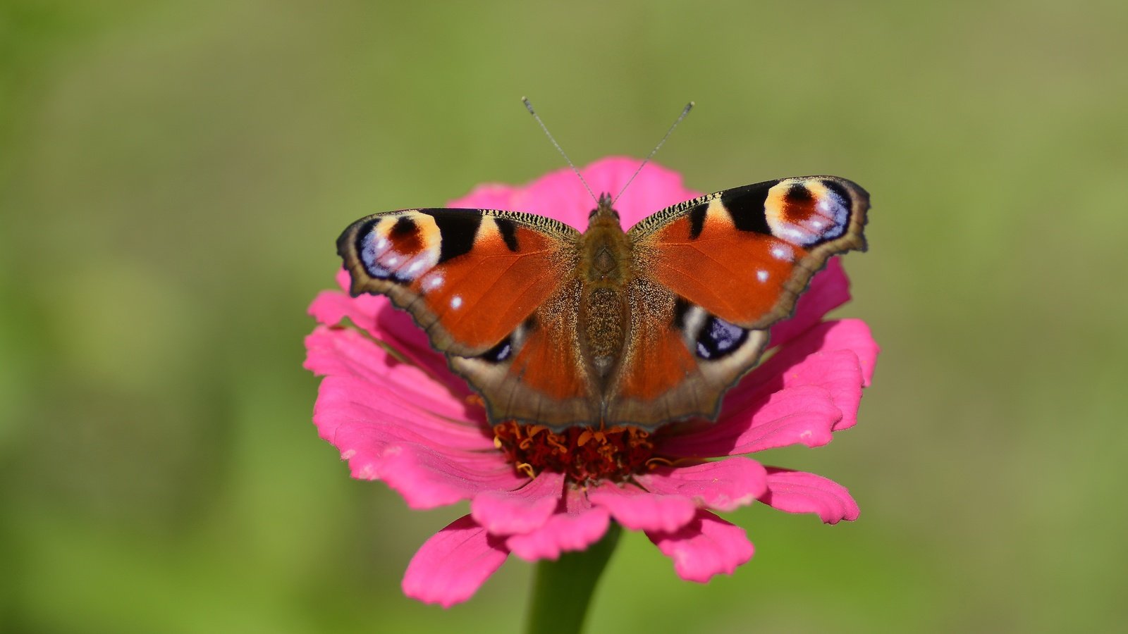 Обои природа, цветок, бабочка, павлиний глаз, nature, flower, butterfly, peacock разрешение 5622x3747 Загрузить