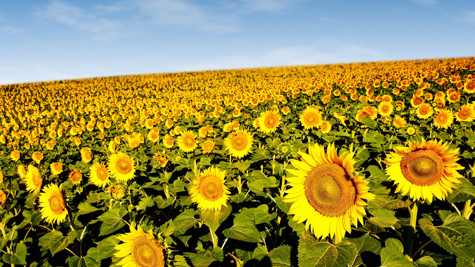 Обои подсолнухи, sunflowers разрешение 3606x2400 Загрузить