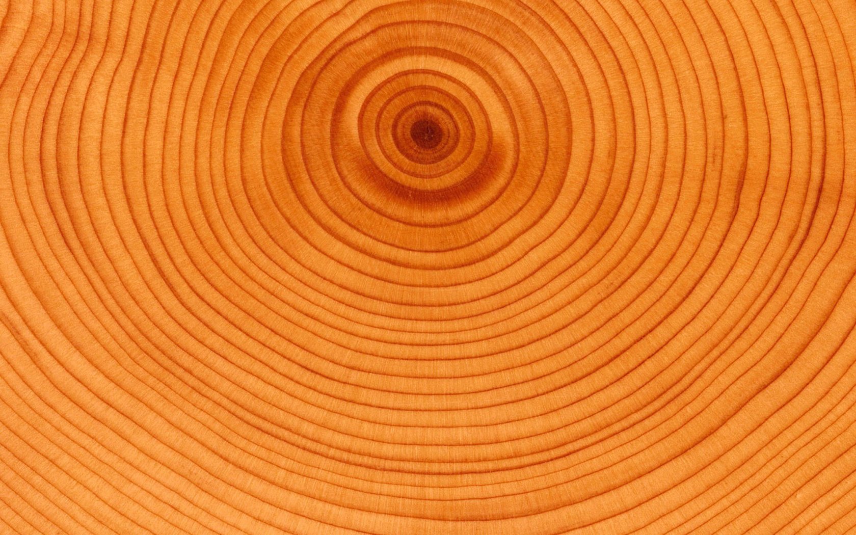 Обои дерево, круги, возраст, tree, circles, age разрешение 2560x1920 Загрузить