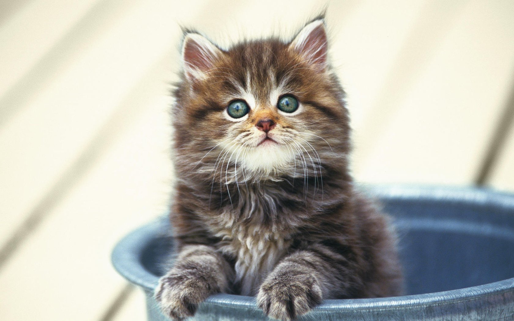 Обои котенок, маленький, пушистый, в ведре, kitty, small, fluffy, in the bucket разрешение 1920x1080 Загрузить