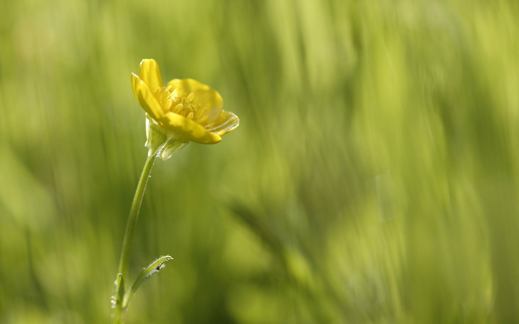 Обои желтый, зелень, макро, цветок, красота в простом, yellow, greens, macro, flower, beauty is in simplicity разрешение 2560x1600 Загрузить