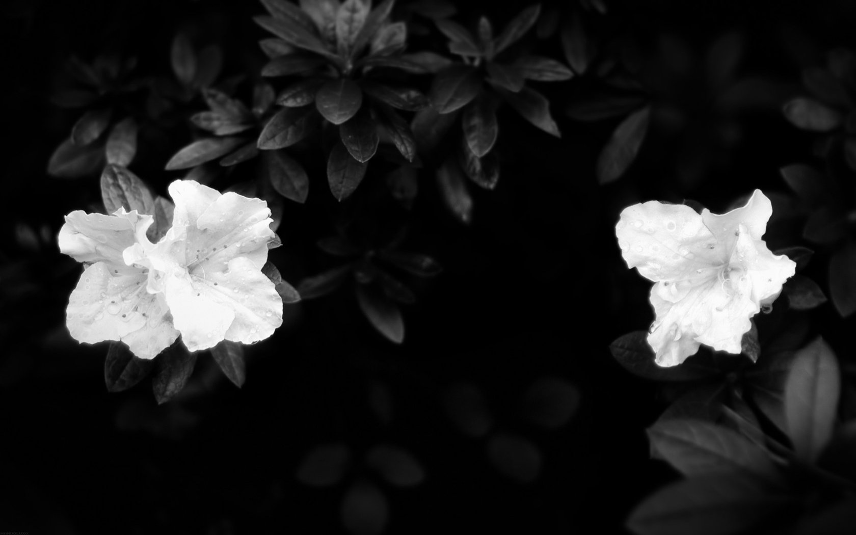 Обои листья, лепестки, чёрно-белое, белые, темнота, leaves, petals, black and white, white, darkness разрешение 1920x1200 Загрузить