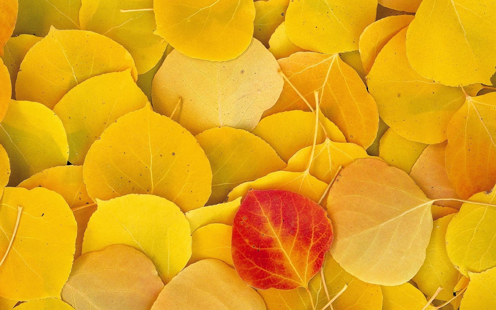 Обои листья, осень, желтые, leaves, autumn, yellow разрешение 1999x1333 Загрузить