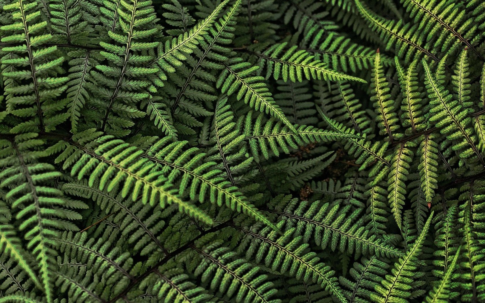 Обои лес, листья, папоротник, forest, leaves, fern разрешение 1920x1200 Загрузить