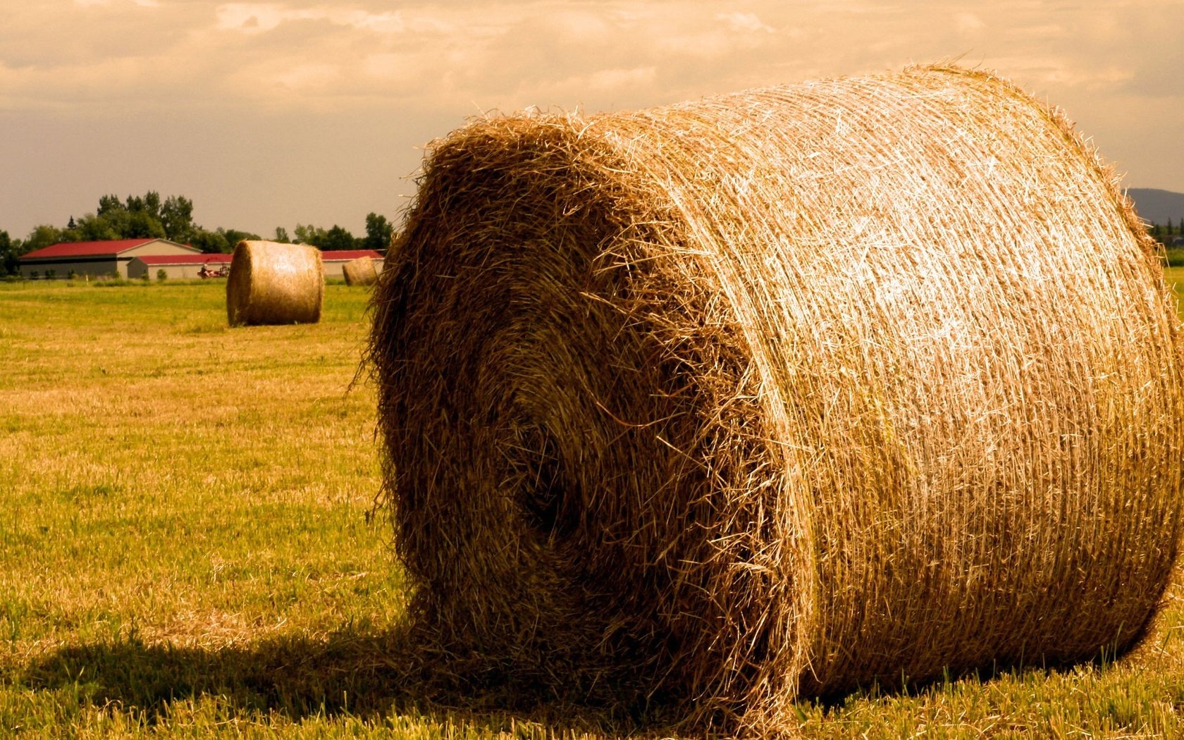 Обои поле, сено, солома, тюк, тюки, рулоны, field, hay, straw, bale, bales, rolls разрешение 1920x1440 Загрузить