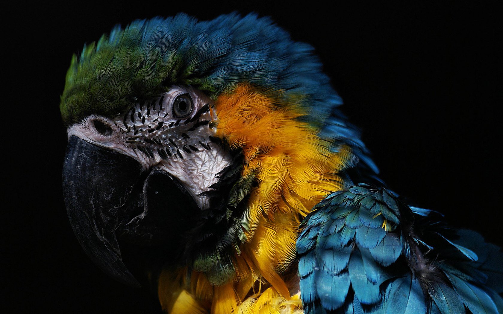 Обои попугай, the beautiful, macaw, parrot разрешение 1920x1200 Загрузить