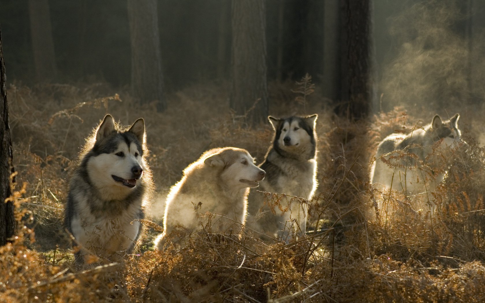 Обои солнце, лес, хаски, собаки, аляскинский маламут, the sun, forest, husky, dogs, alaskan malamute разрешение 3888x2592 Загрузить