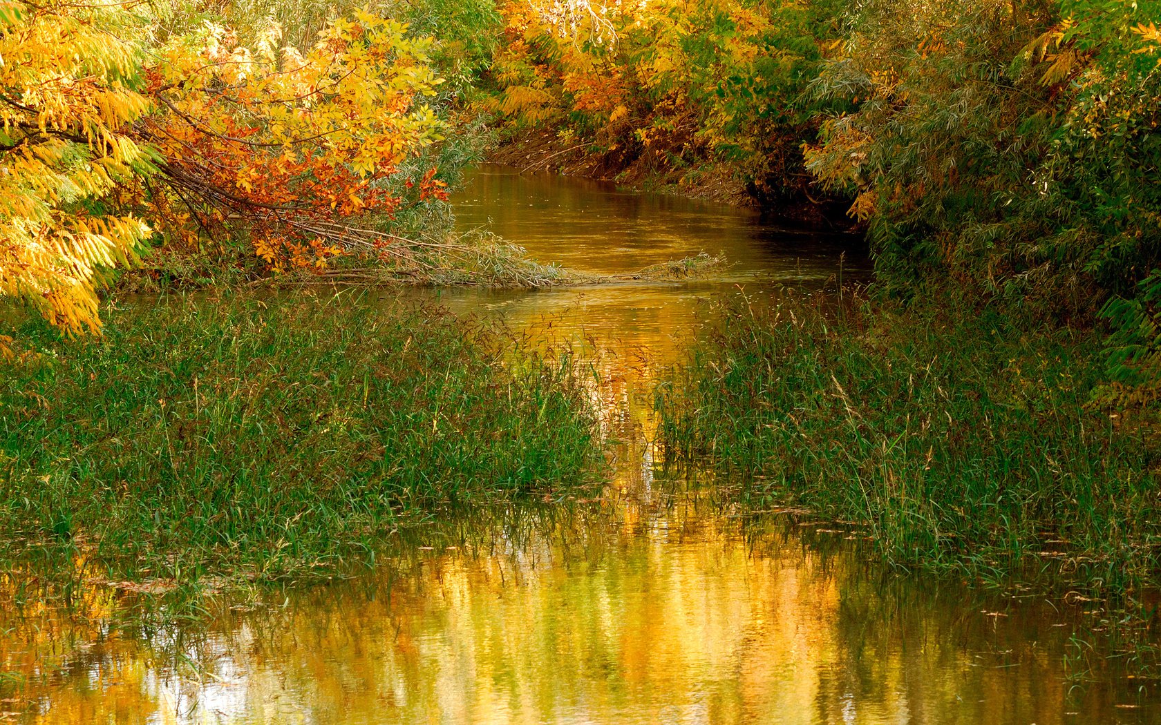 Обои трава, деревья, вода, природа, листья, осень, пруд, на природе, grass, trees, water, nature, leaves, autumn, pond разрешение 2560x1600 Загрузить