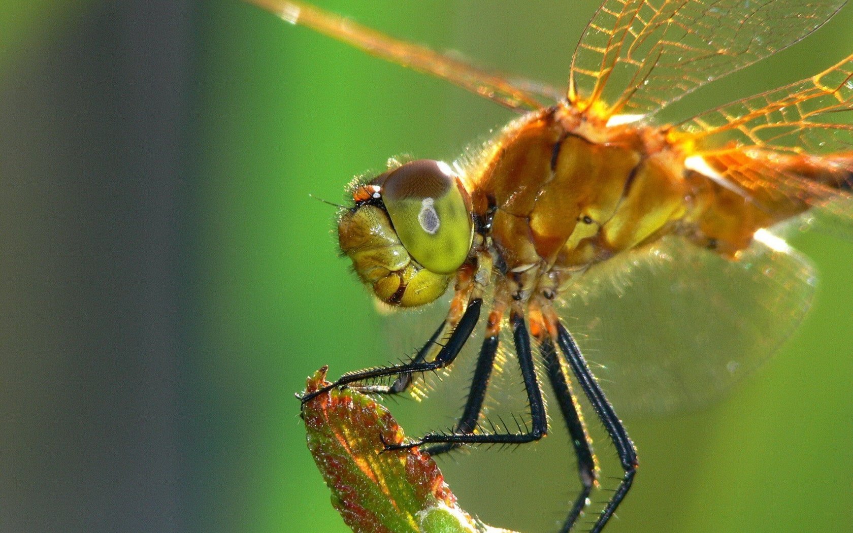 Обои насекомое, крылья, стрекоза, стебель, крупным планом, insect, wings, dragonfly, stem, closeup разрешение 1920x1440 Загрузить