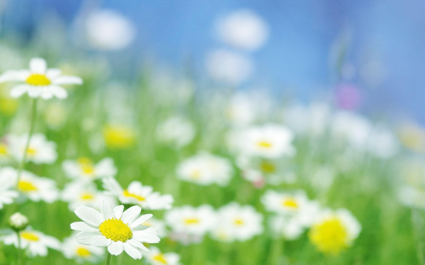 Обои свет, цветы, макро, лучи, поле, сад, ромашка, ромашки, light, flowers, macro, rays, field, garden, daisy, chamomile разрешение 2572x1800 Загрузить