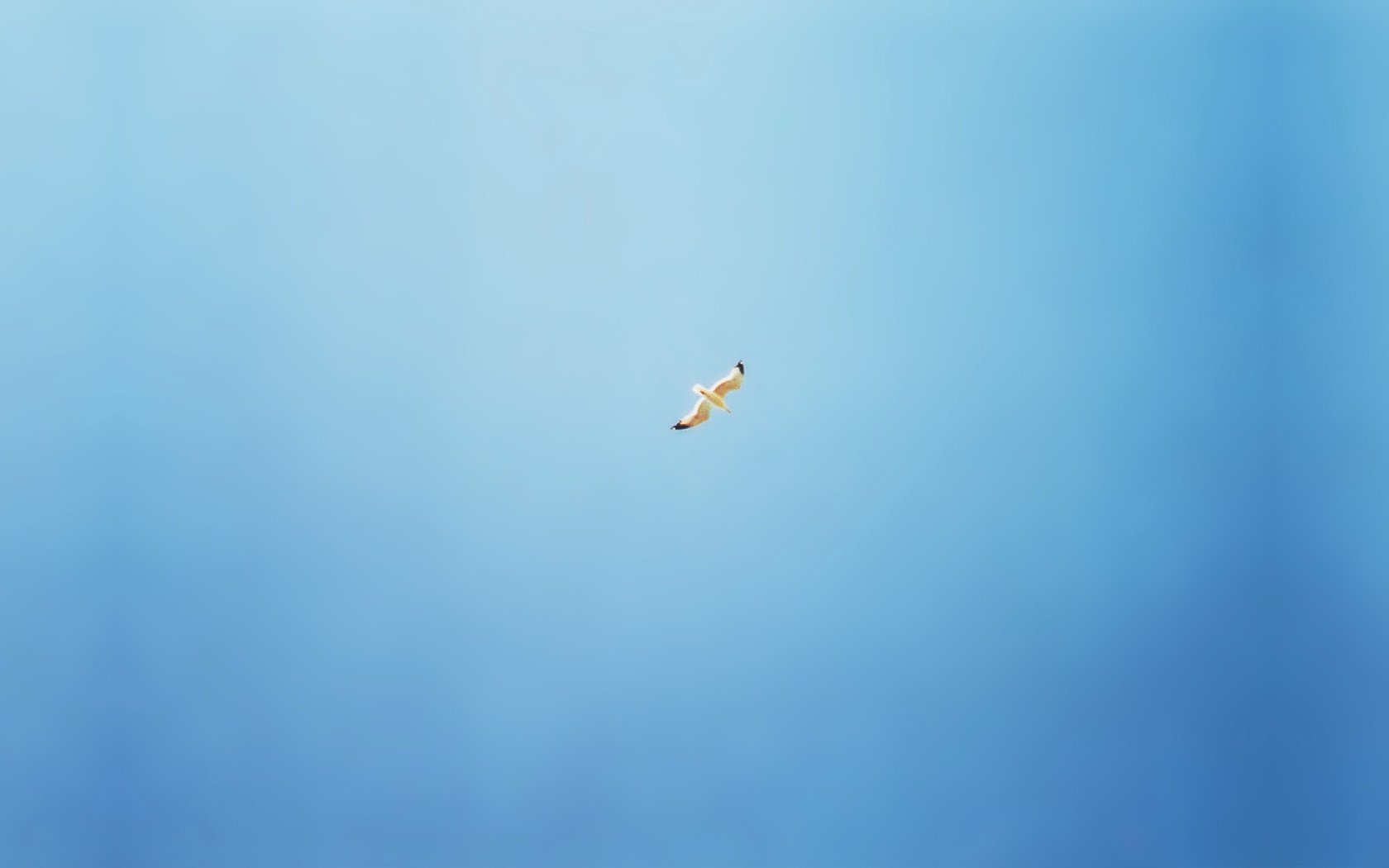 Обои синий, чайка, минимализм, птицы, blue, seagull, minimalism, birds разрешение 2560x1600 Загрузить