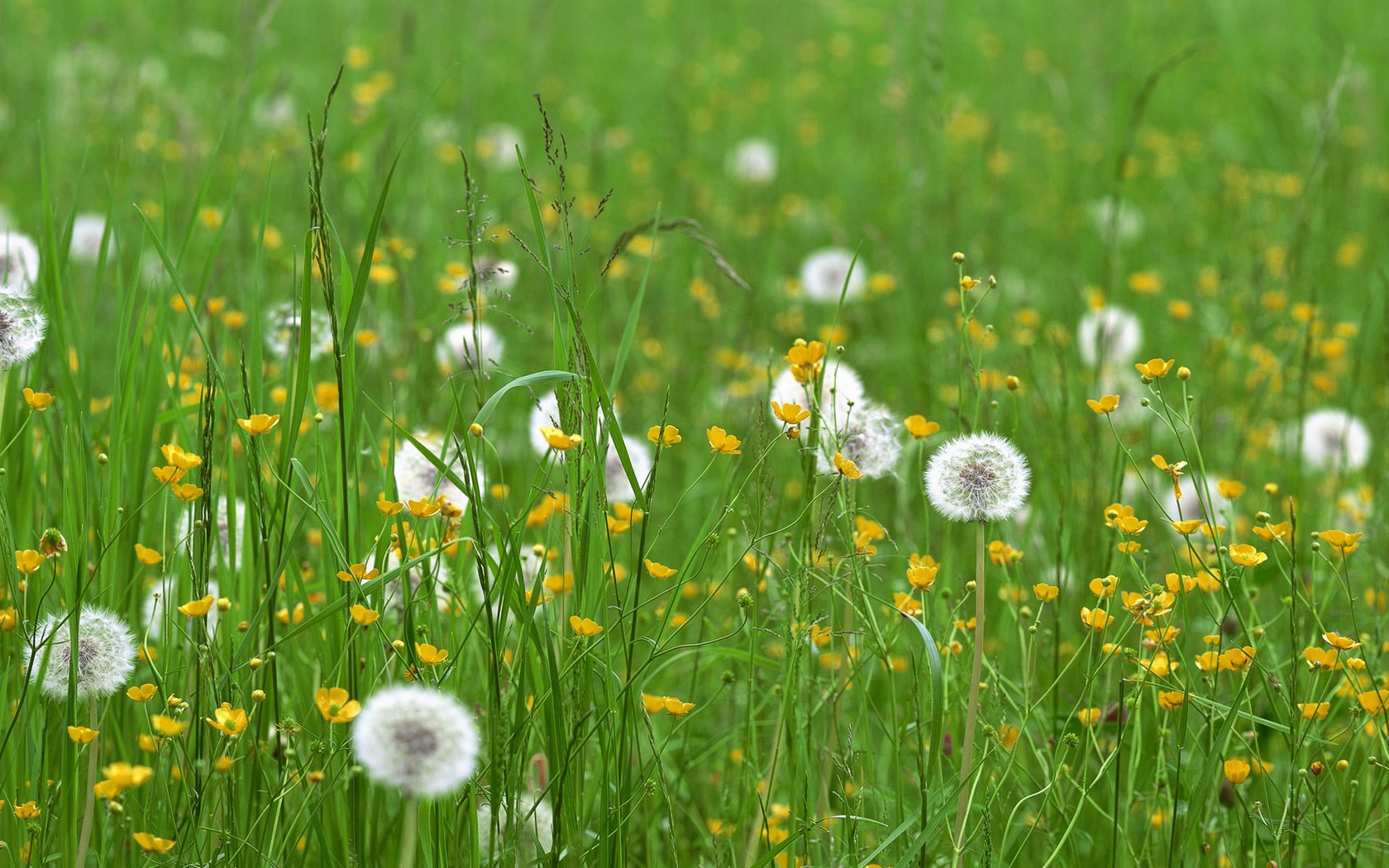 Обои цветы, трава, поле, одуванчики, flowers, grass, field, dandelions разрешение 3840x1200 Загрузить