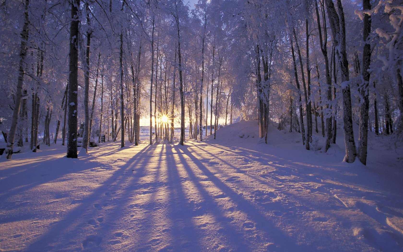 Обои солнце, снег, лес, зима, иней, деревья. лучи, the sun, snow, forest, winter, frost, trees. rays разрешение 1920x1200 Загрузить