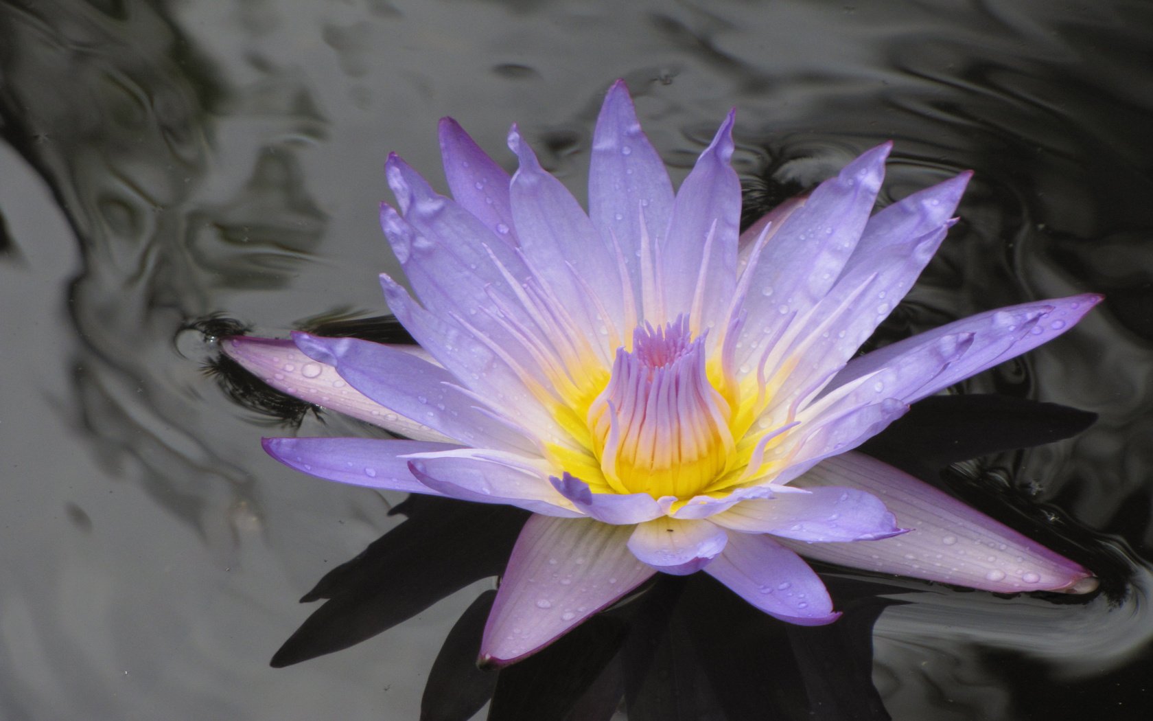 Обои на воде, лиля, сиреневая, on the water, lily, lilac разрешение 2560x1600 Загрузить