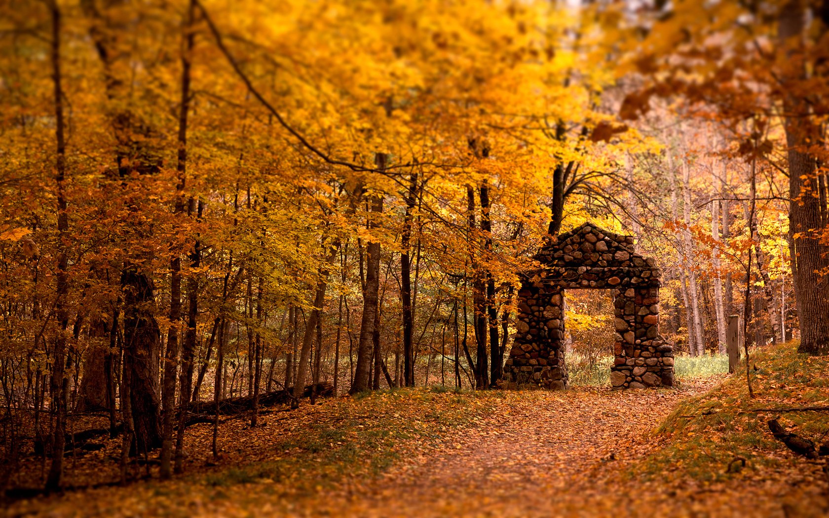 Обои деревья, лес, листья, осень, арка, trees, forest, leaves, autumn, arch разрешение 2560x1600 Загрузить