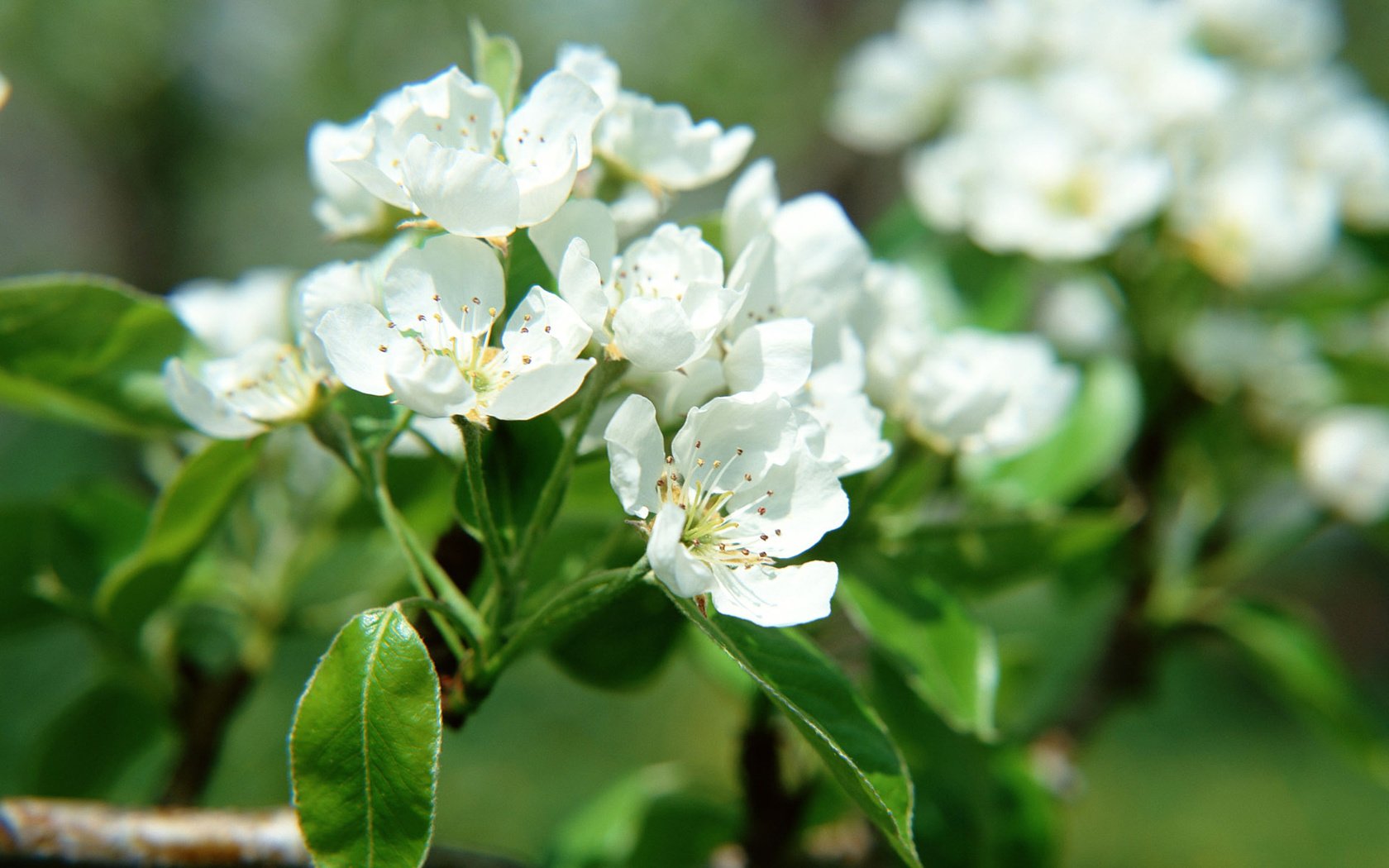 Обои дерево, цветение, ветки, весна, яблоня, tree, flowering, branches, spring, apple разрешение 1920x1200 Загрузить