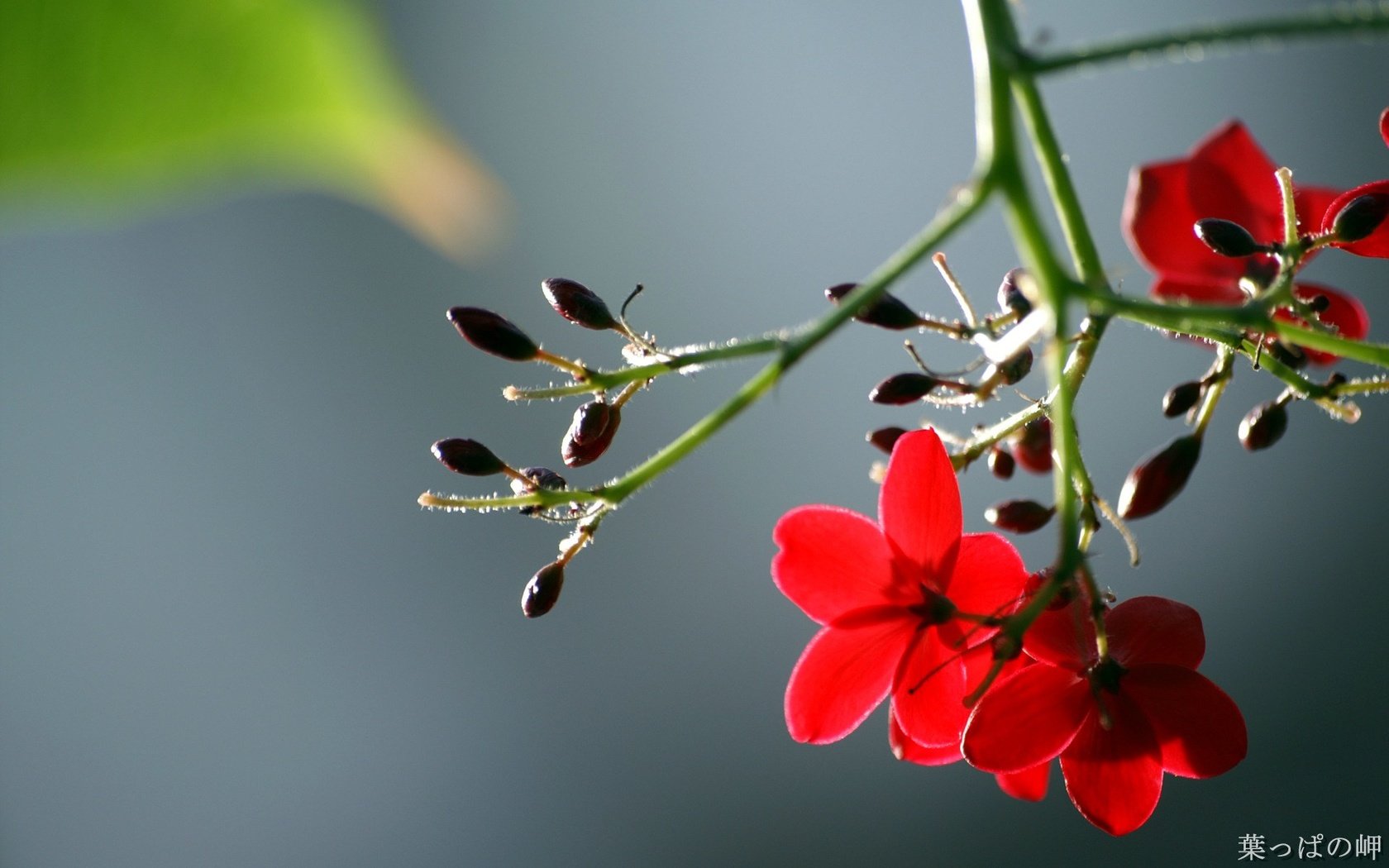 Обои цветы, листья, макро, лепестки, красные, стебель, flowers, leaves, macro, petals, red, stem разрешение 1920x1200 Загрузить