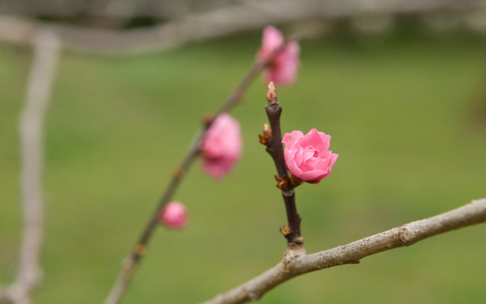 Обои цветы, ветка, природа, весна, flowers, branch, nature, spring разрешение 1920x1200 Загрузить