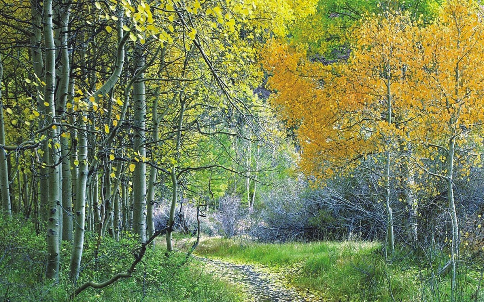 Обои деревья, лес, листья, листва, осень, тропа, trees, forest, leaves, foliage, autumn, trail разрешение 1920x1080 Загрузить