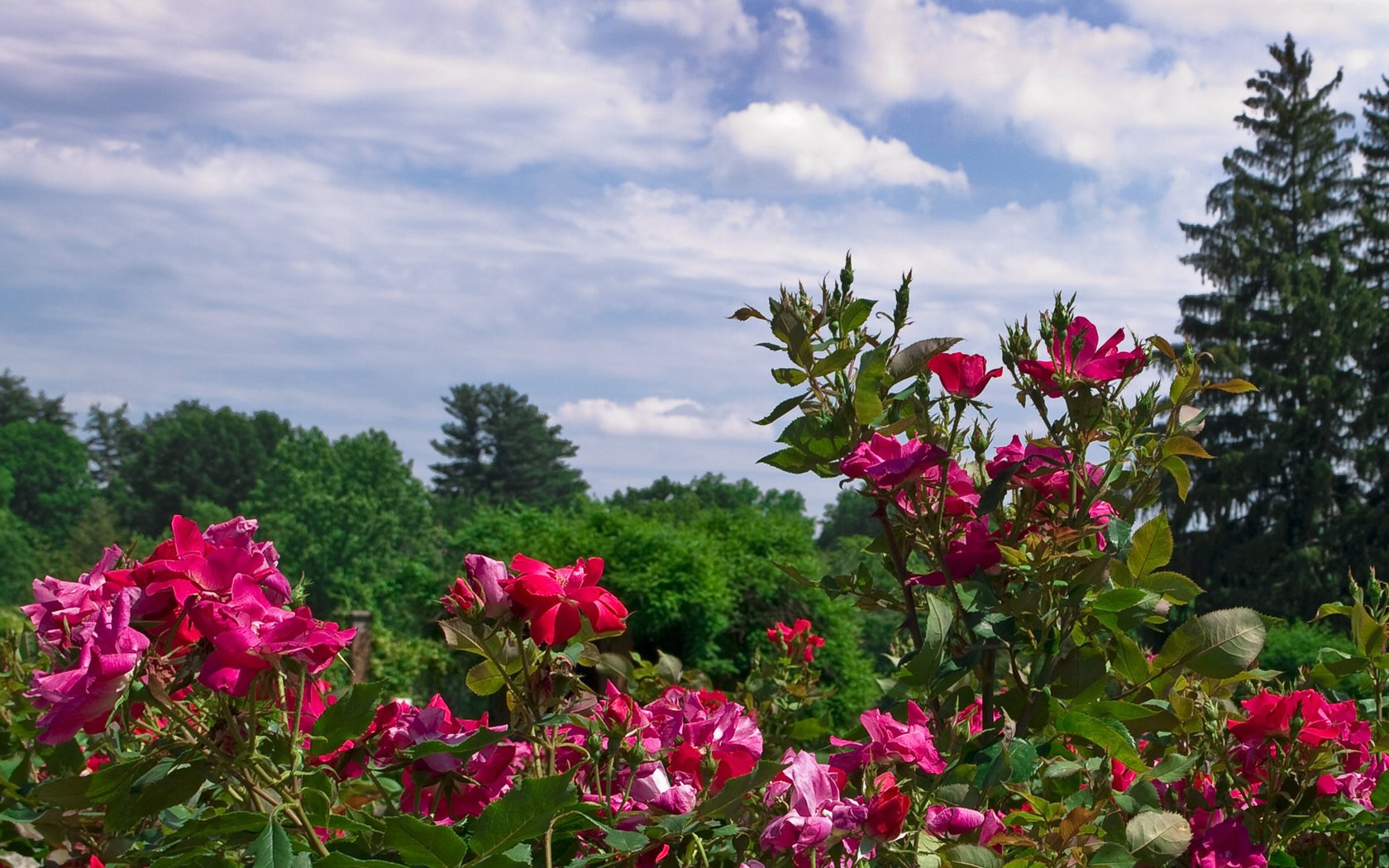 Обои цветы, розы, куст, flowers, roses, bush разрешение 1920x1200 Загрузить