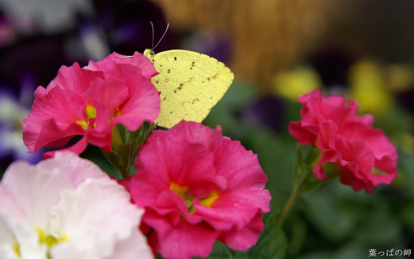 Обои цветы, насекомое, лепестки, бабочка, крылья, flowers, insect, petals, butterfly, wings разрешение 1920x1200 Загрузить