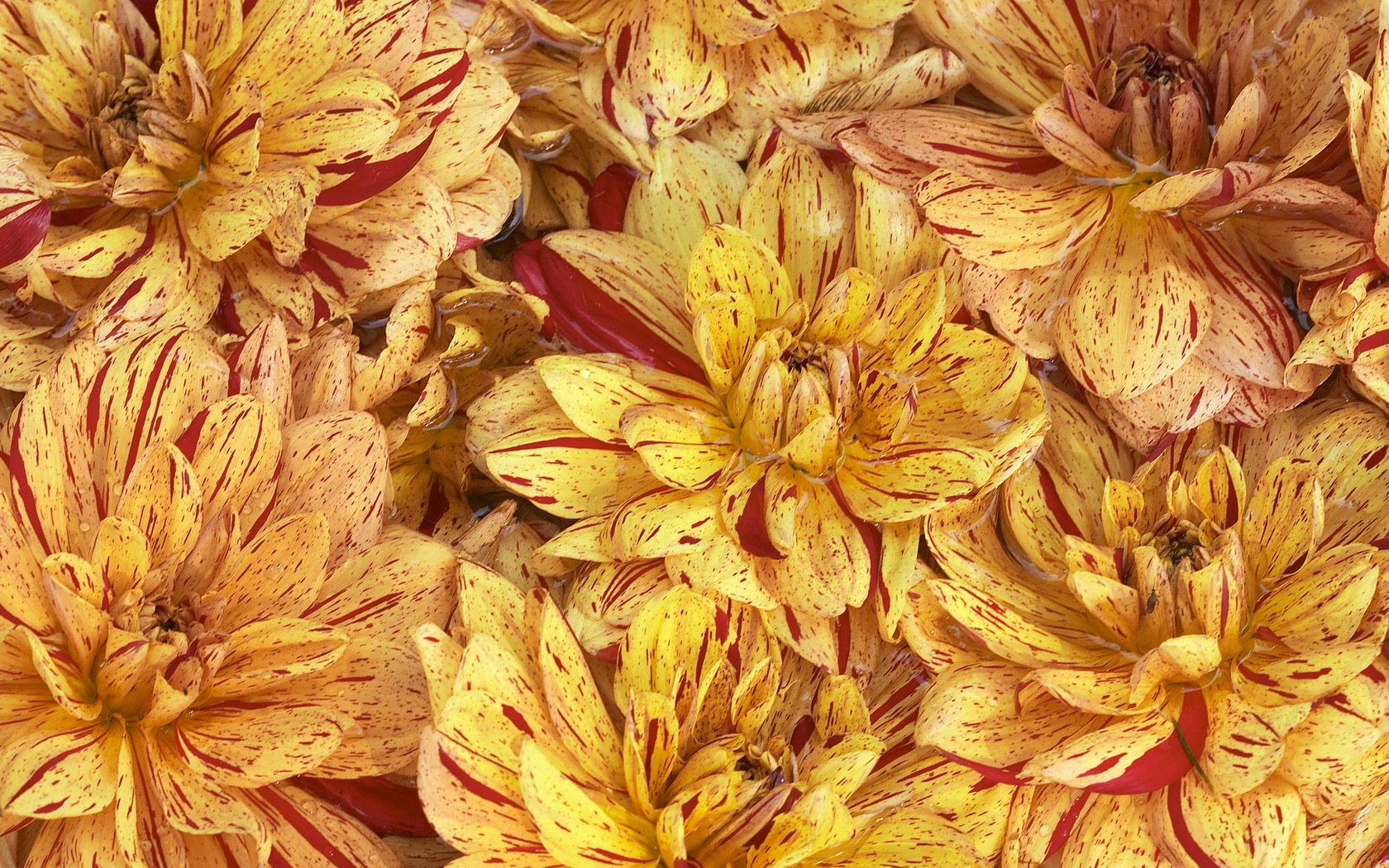 Обои цветы, лепестки, георгины, flowers, petals, dahlias разрешение 2560x1600 Загрузить