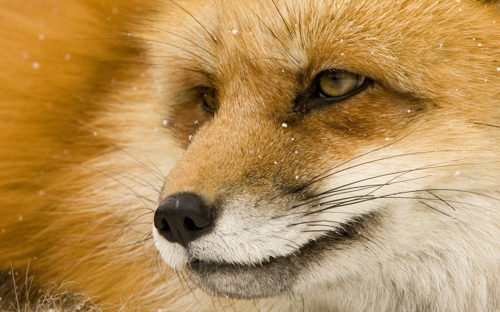 Обои глаза, морда, мордочка, взгляд, лиса, лисица, eyes, face, muzzle, look, fox разрешение 1920x1080 Загрузить