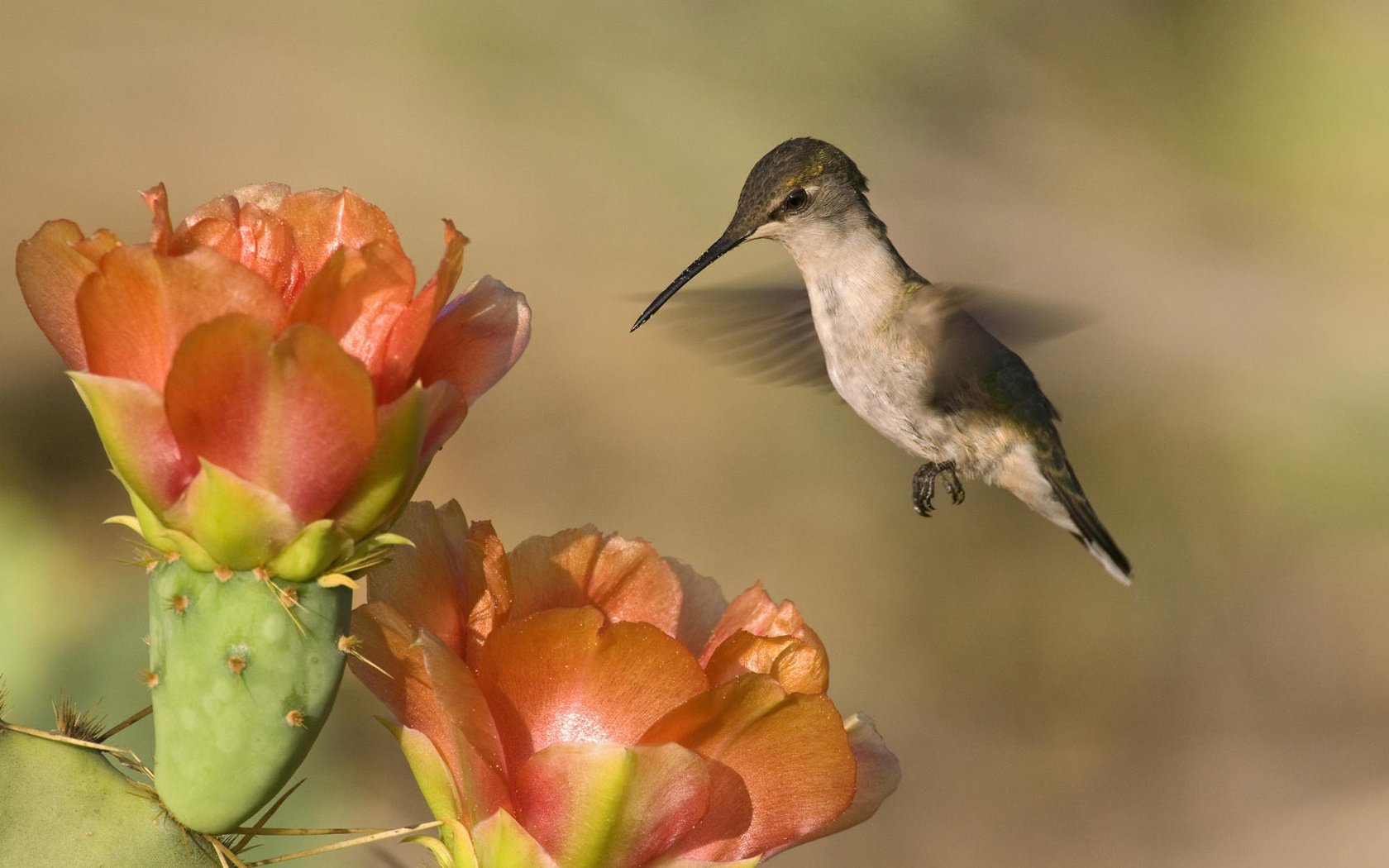 Обои природа, колибри, фон, пейзаж, цветок, птица, клюв, перья, кактус, nature, hummingbird, background, landscape, flower, bird, beak, feathers, cactus разрешение 1920x1200 Загрузить